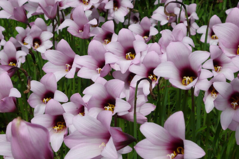 Purple Flowers in Garden — Pink