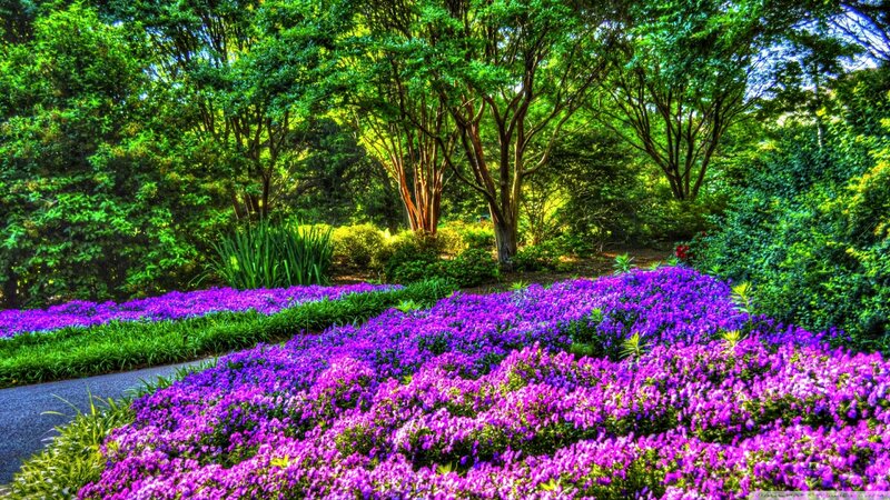 Purple Flowers in Garden — Serene, Afternoon, Photograph, Trees, Path