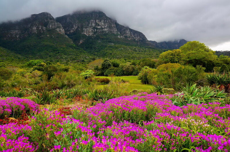Purple Flowers in Garden — Serene, Morning, Photograph