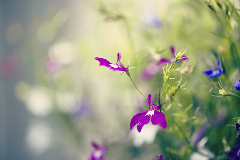 Purple Flowers in Garden — Serene, Spring