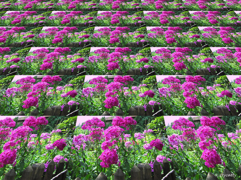 Purple Flowers in Garden — Serene, Summer