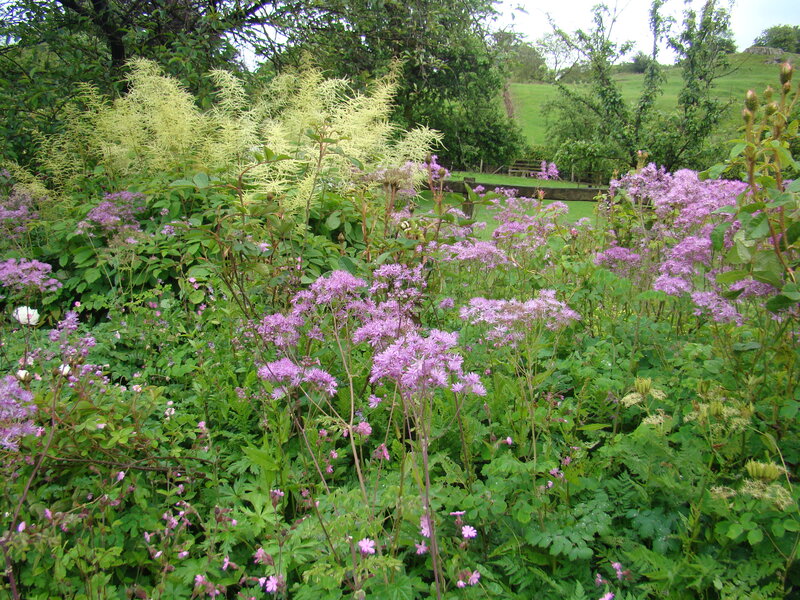 Purple Flowers in Garden — Serene