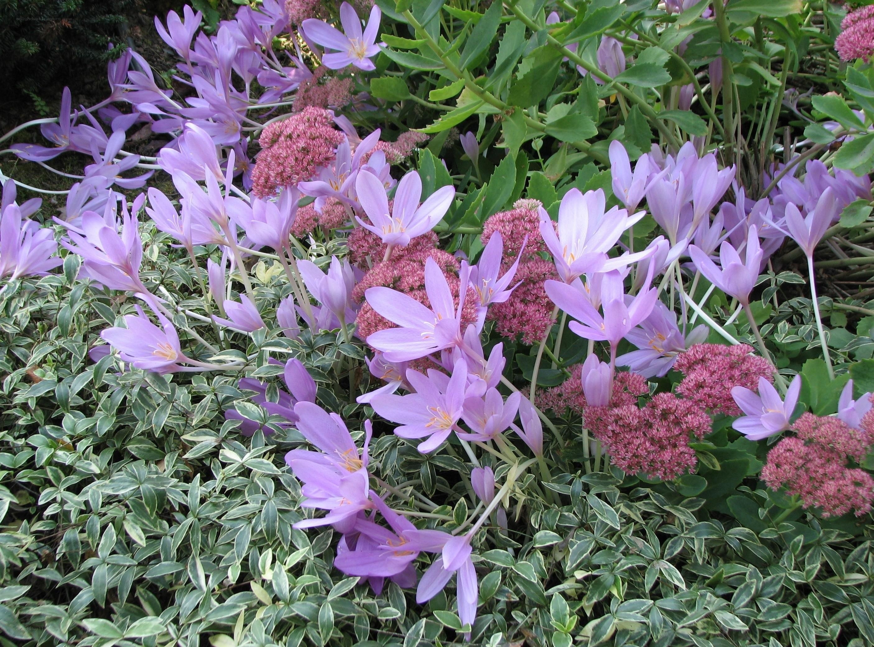 purple flowers in garden