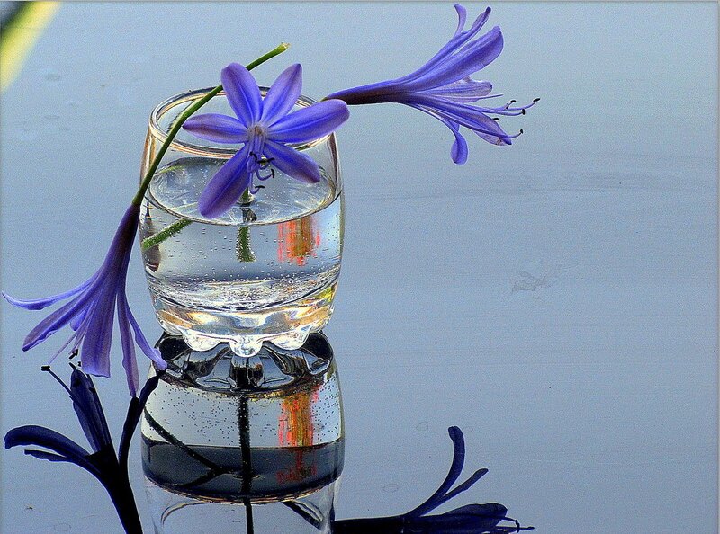 Purple Flowers in Glass — Blue