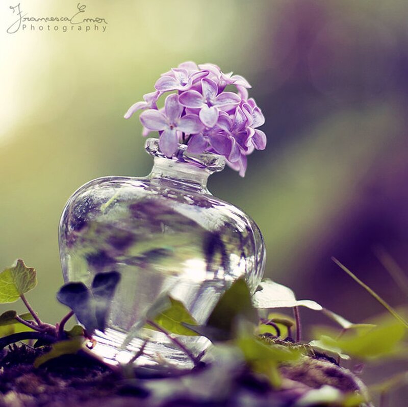 Purple Flowers in Glass Bottle