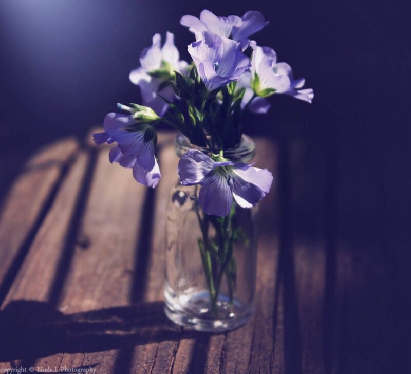 Purple Flowers in Glass Jar