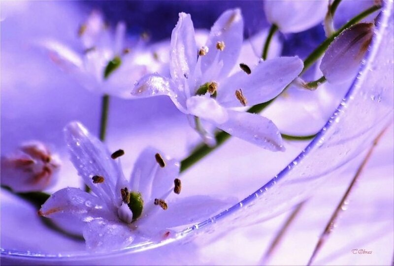 Purple Flowers in Glass — Serene