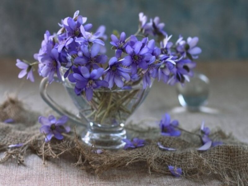 Purple Flowers in Glass Vase — Calm