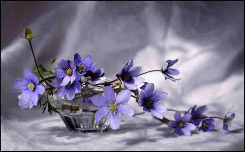 Purple Flowers in Glass Vase — Serene, Photograph
