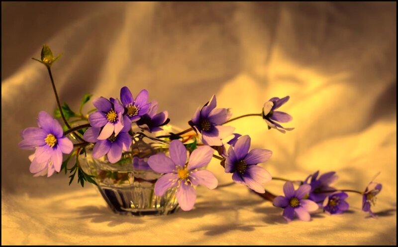 Purple Flowers in Glass Vase — Serene