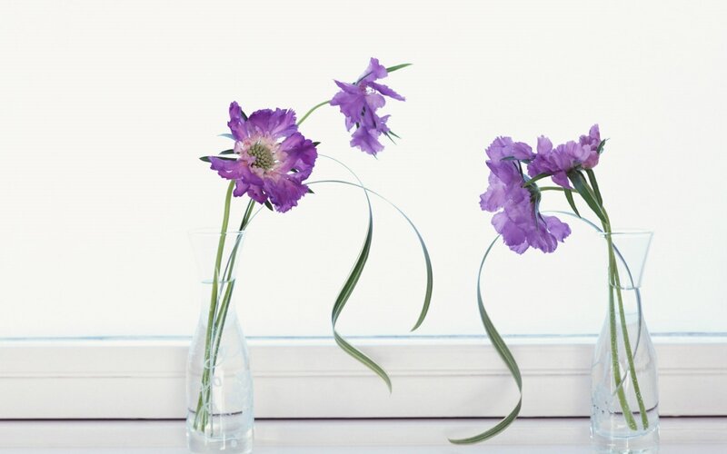 Purple flowers in glass vases