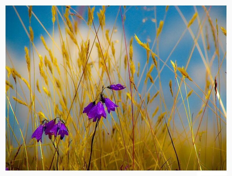 Purple flowers in golden grass