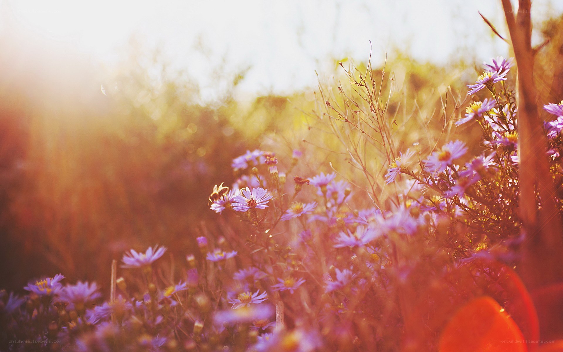 purple flowers in golden light