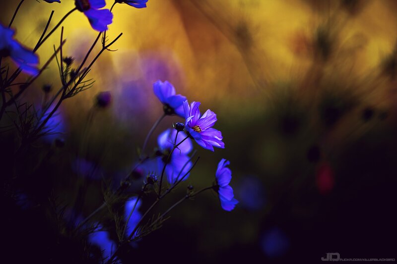 purple flowers in golden light