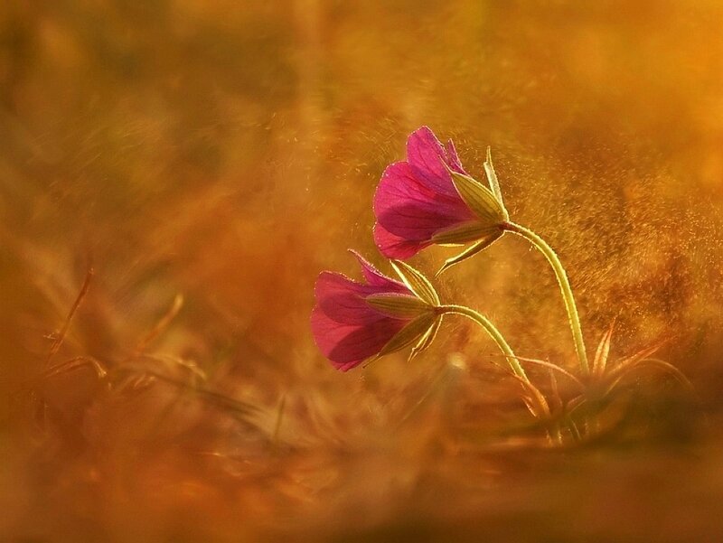 Purple flowers in golden light
