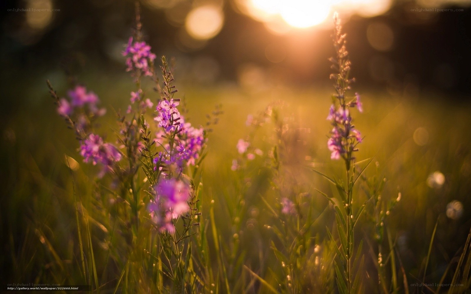 Purple flowers in golden light