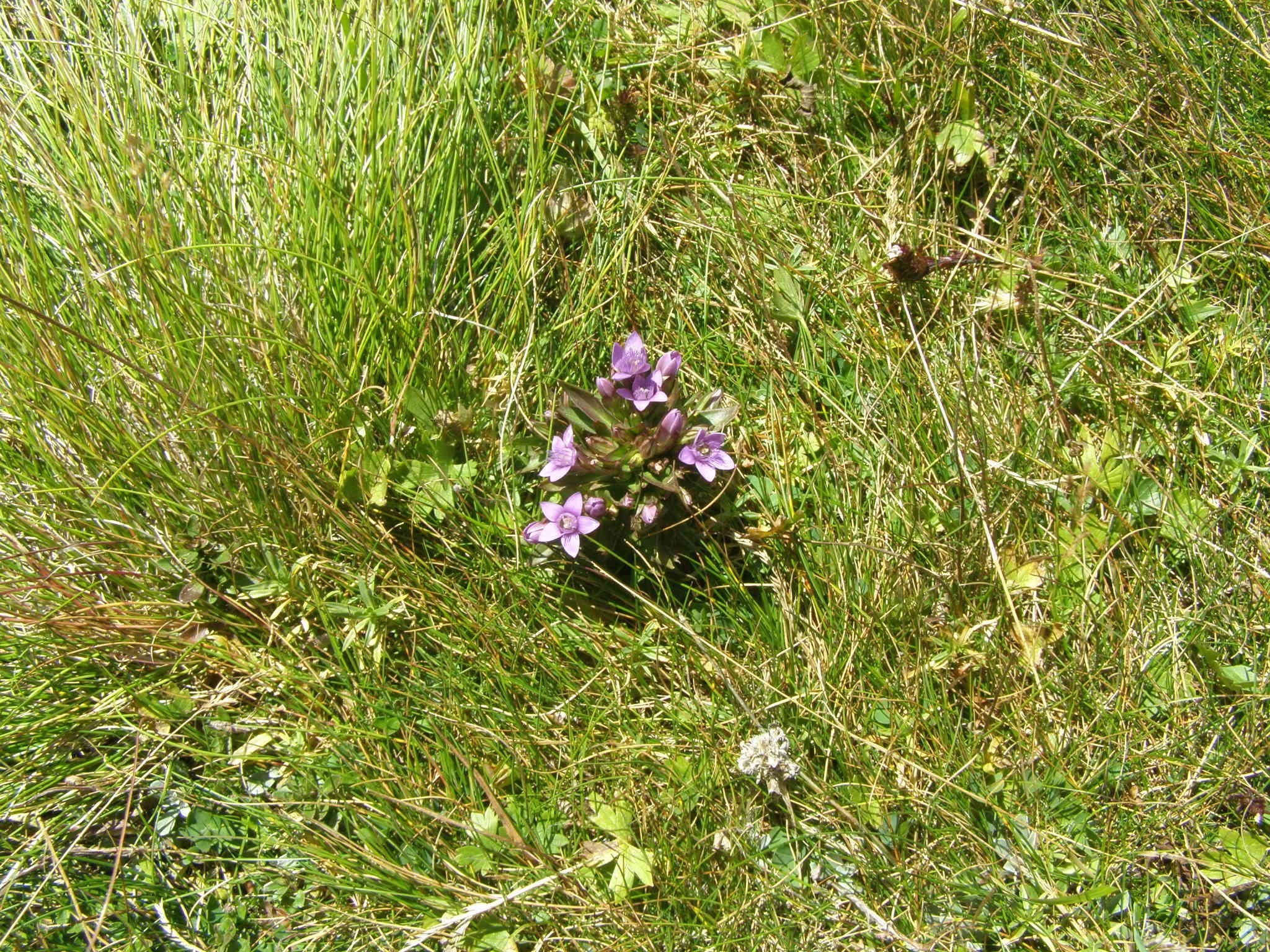 purple flowers in grass