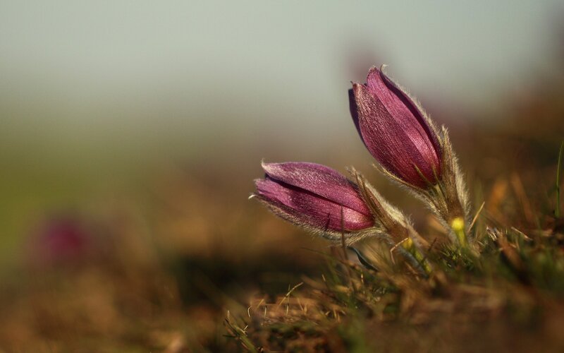 Purple flowers in grass