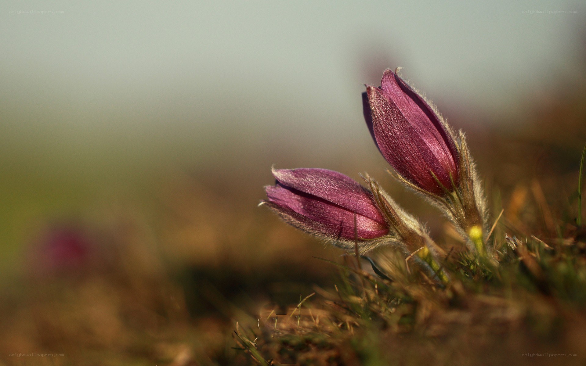 Purple flowers in grass