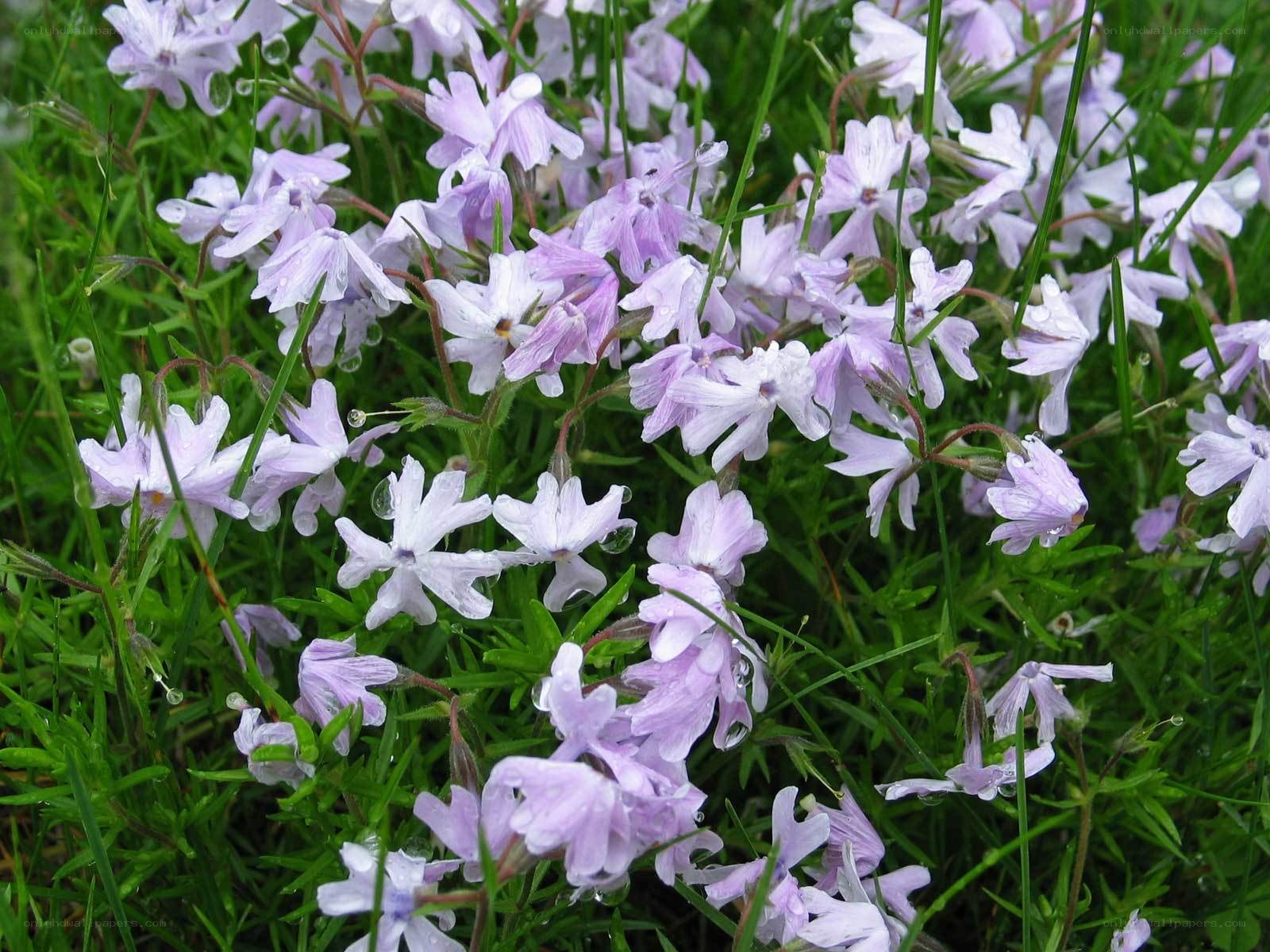 purple flowers in grass