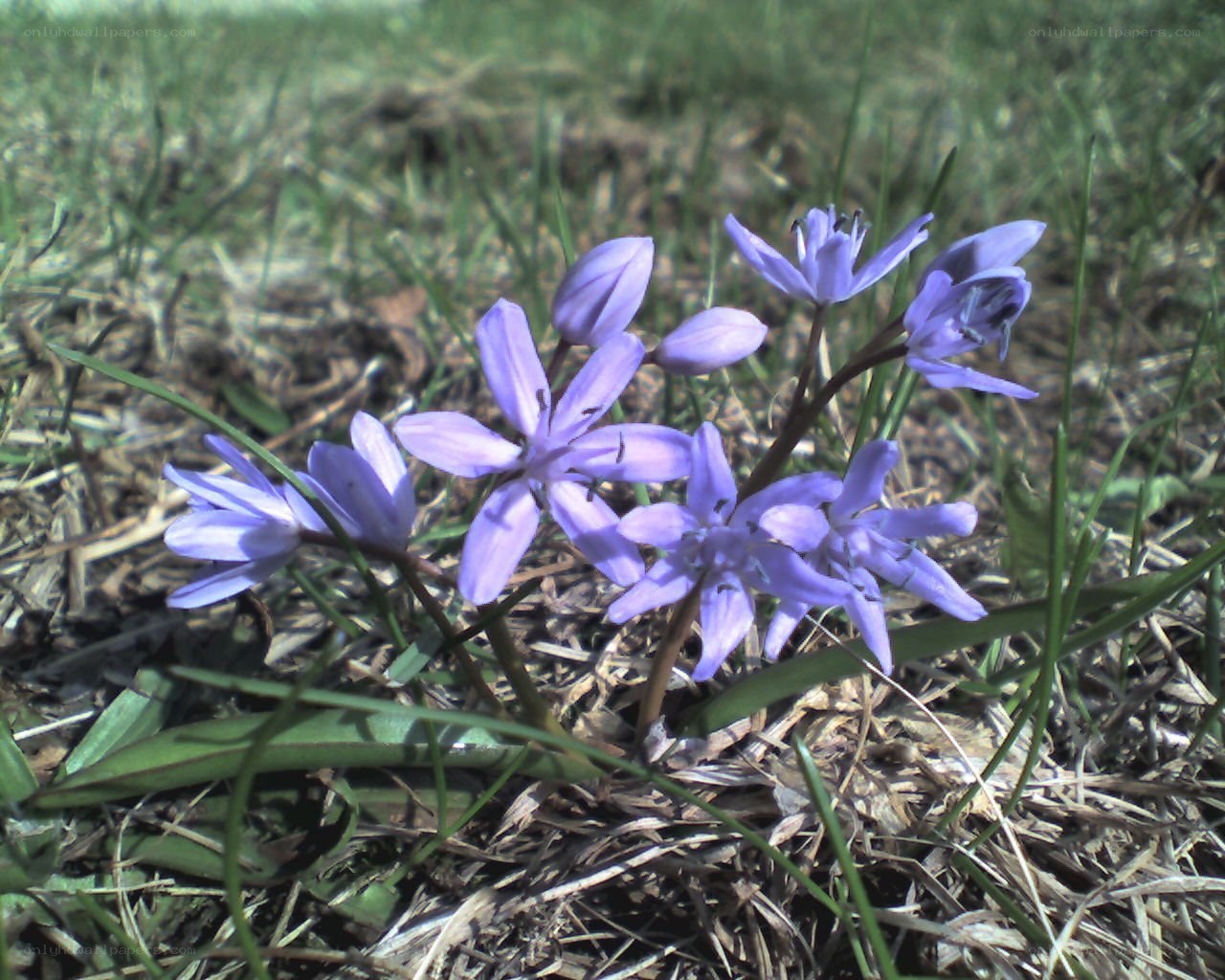 purple flowers in grass
