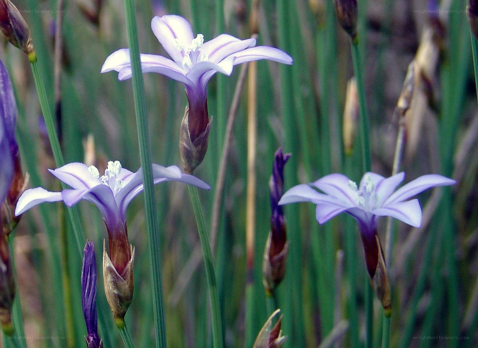 purple flowers in grass