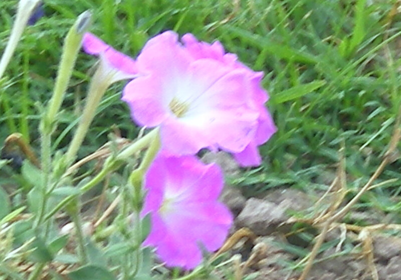 purple flowers in grass