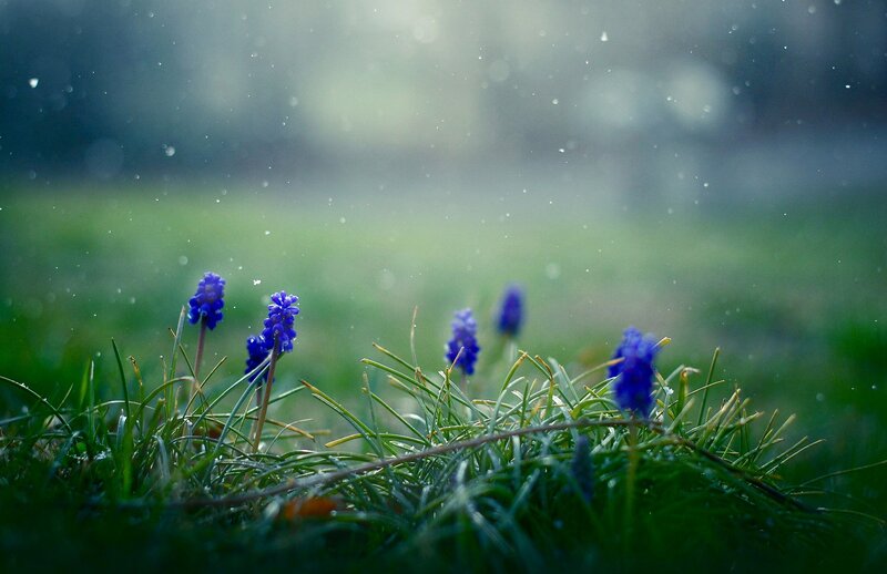 Purple Flowers in Grass — Blue, Serene, Spring, Photograph, Rain