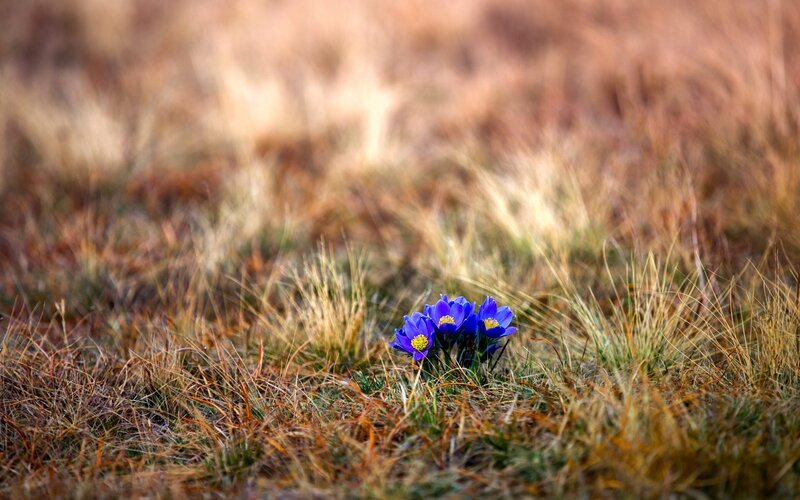 Purple Flowers in Grass — Blue, Serene