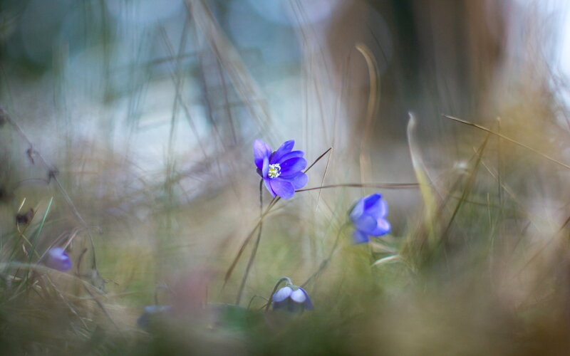 Purple Flowers in Grass — Blue