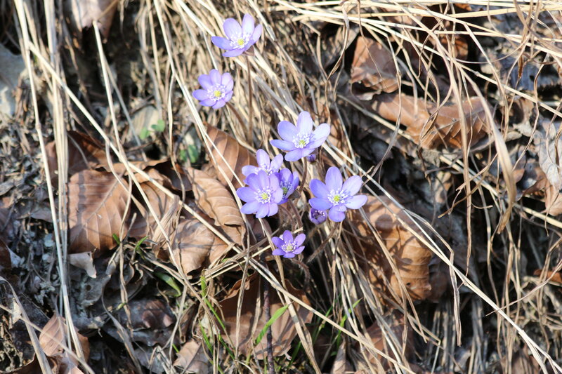 Purple Flowers in Grass — Calm