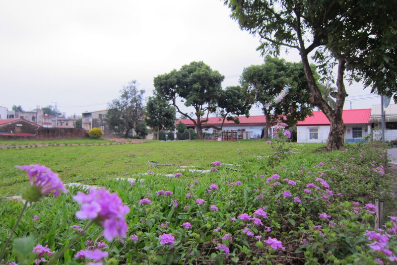 Purple Flowers in Grass — Green, Calm