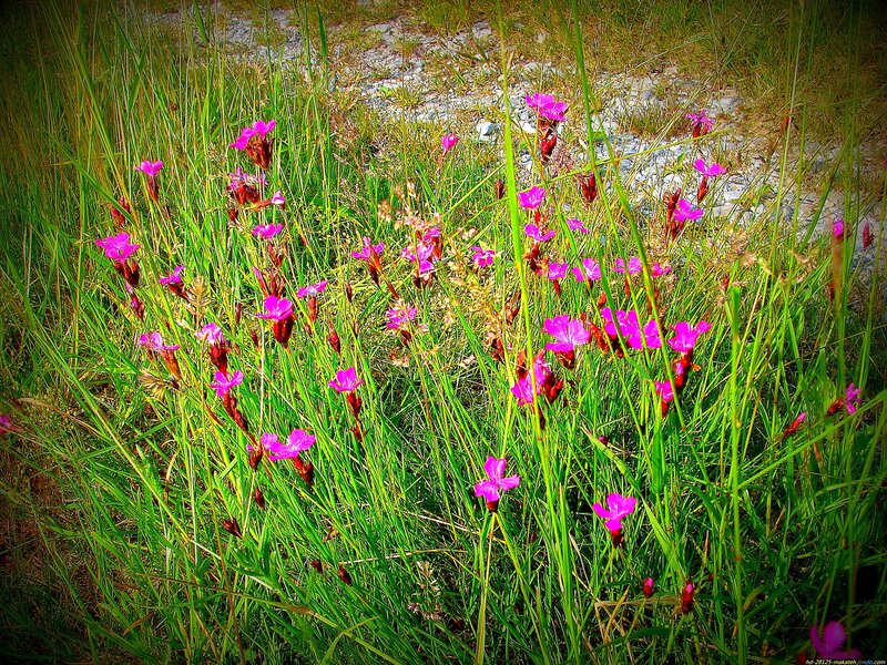 Purple Flowers in Grass — Green, Natural