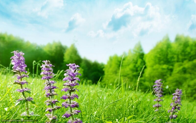 Purple Flowers in Grass — Green, Serene, Afternoon, Photograph