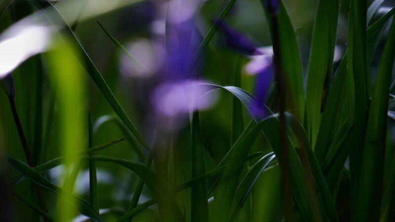 Purple Flowers in Grass — Green, Serene, Photograph, Leaves