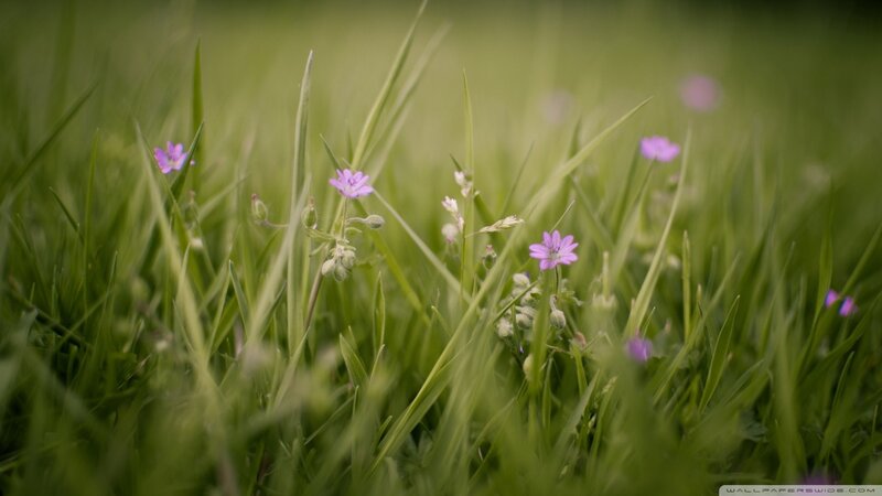 Purple Flowers in Grass — Green, Serene, Spring, Photograph, Buds