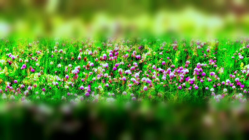 Purple Flowers in Grass — Green, Serene, Spring, Photograph, Field