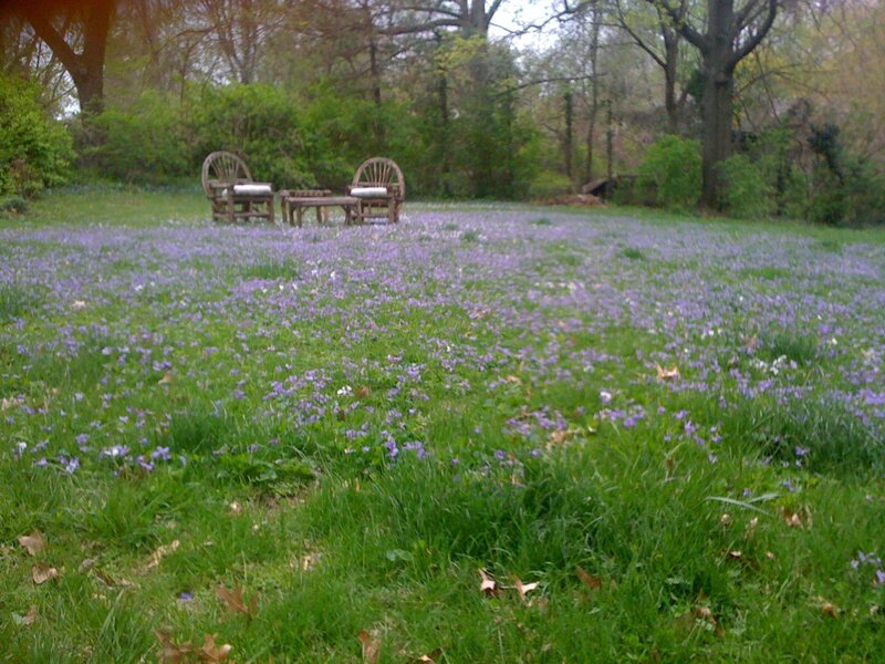 Purple Flowers in Grass — Green, Serene