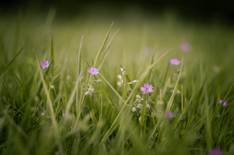Purple Flowers in Grass — Green, Spring