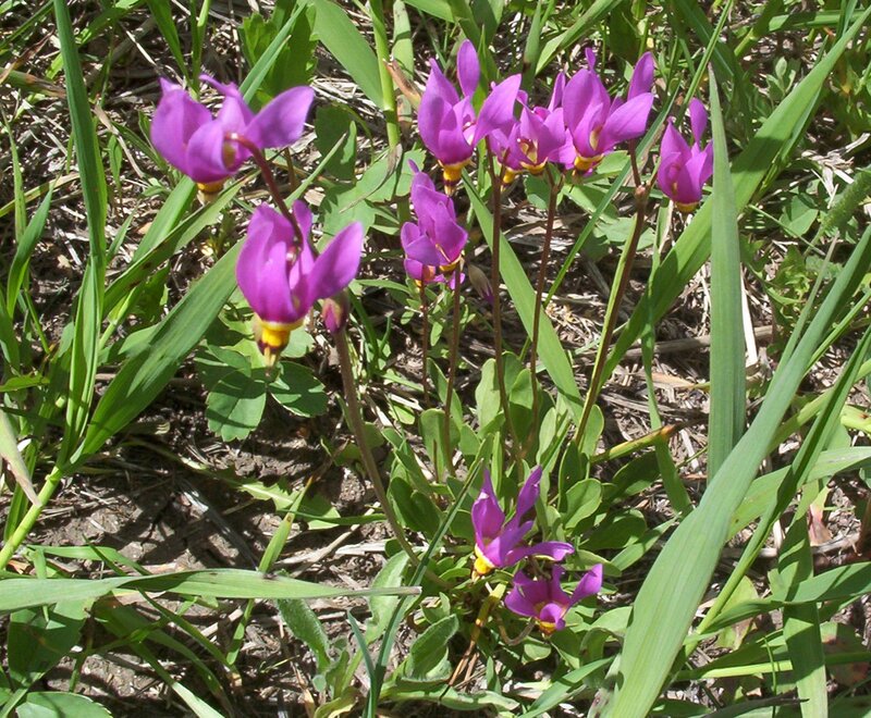 Purple Flowers in Grass — Natural