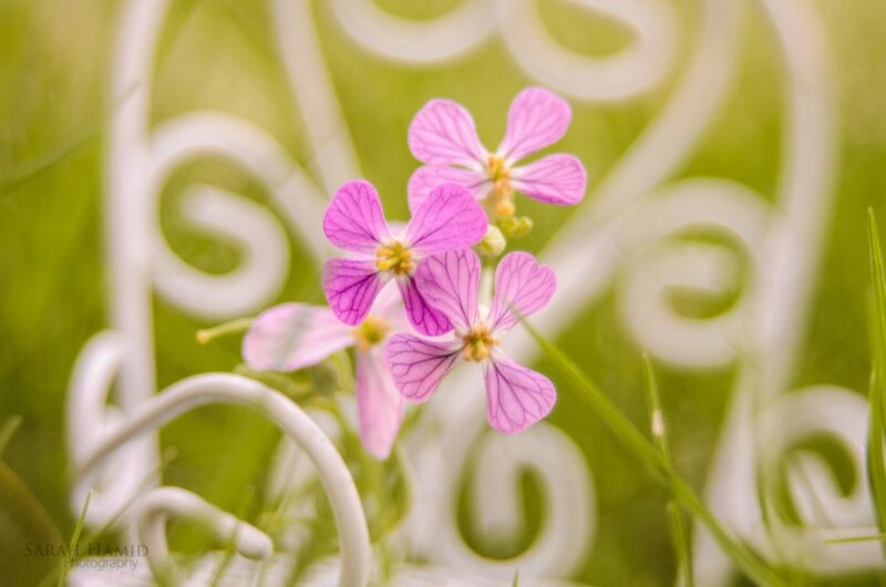 Purple Flowers in Grass — Pink