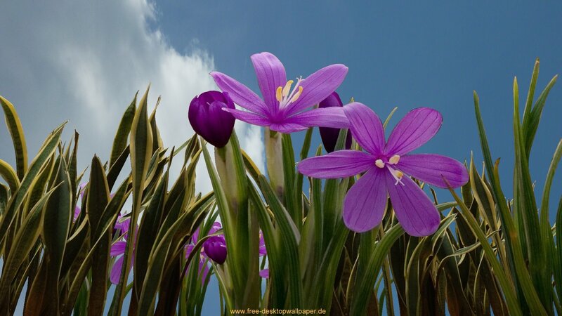 Purple Flowers in Grass — Serene, Spring