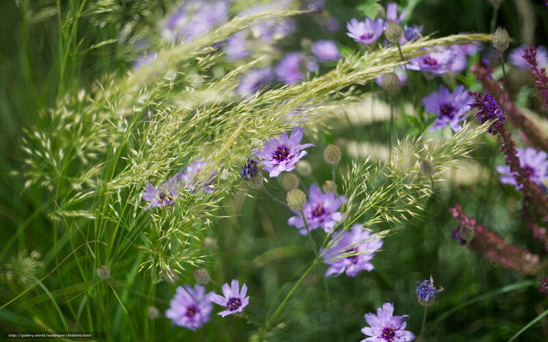 Purple Flowers in Grass — Serene, Summer