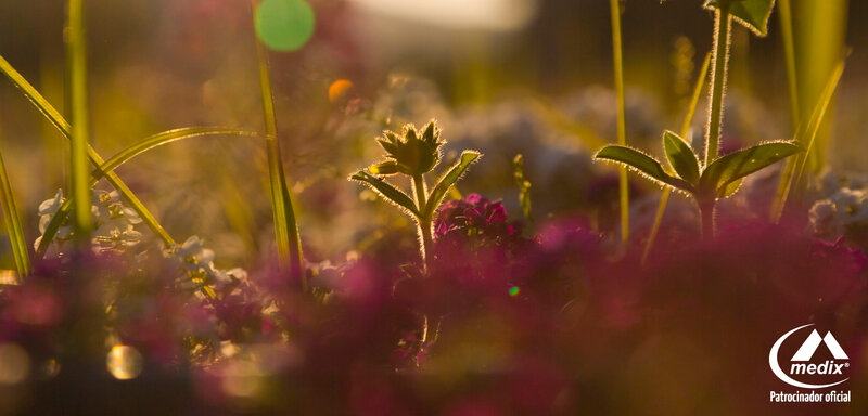Purple Flowers in Grass — Serene, Sunset, Photograph