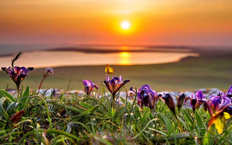 Purple Flowers in Grass — Serene, Sunset