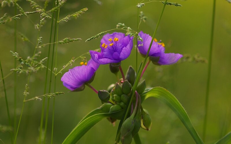 Purple Flowers in Grass — Serene