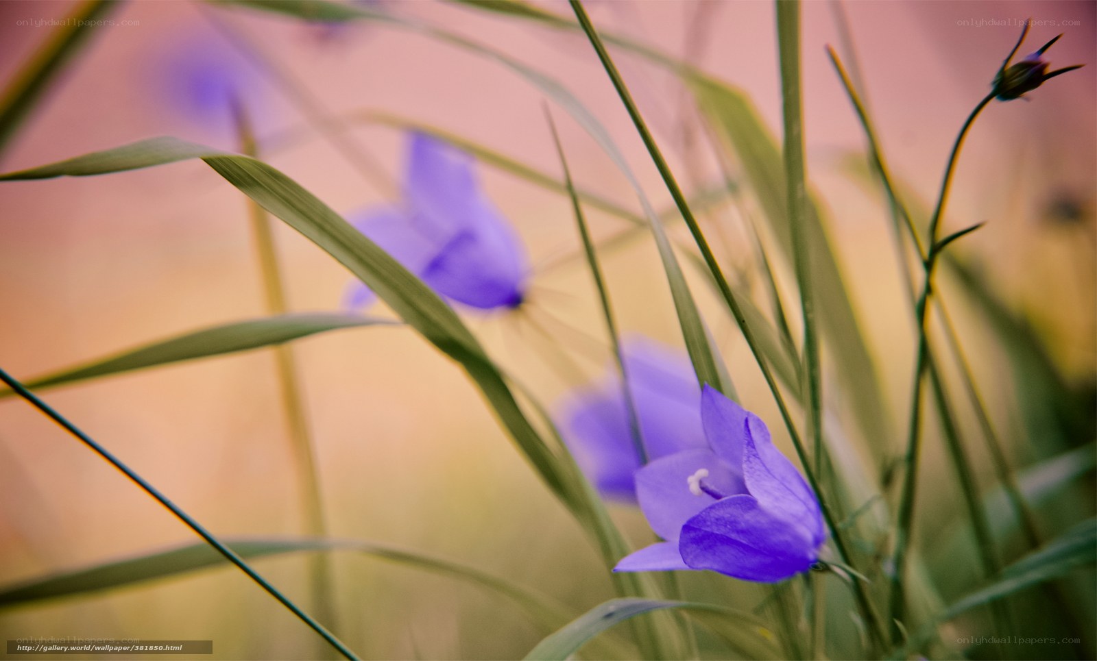 Purple flowers in grass