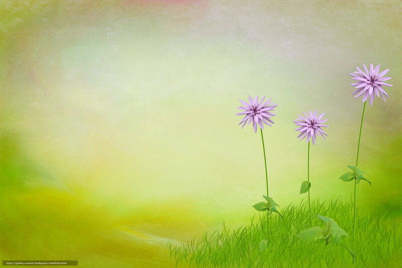 Purple flowers in green field