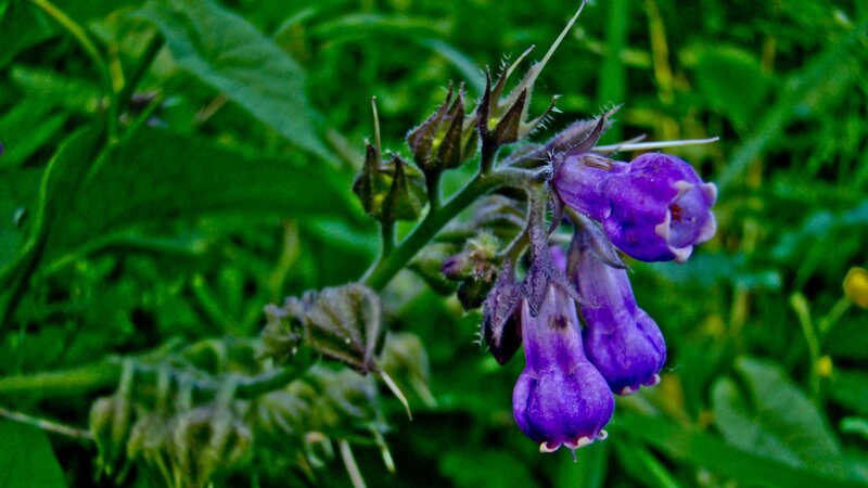 purple flowers in green foliage