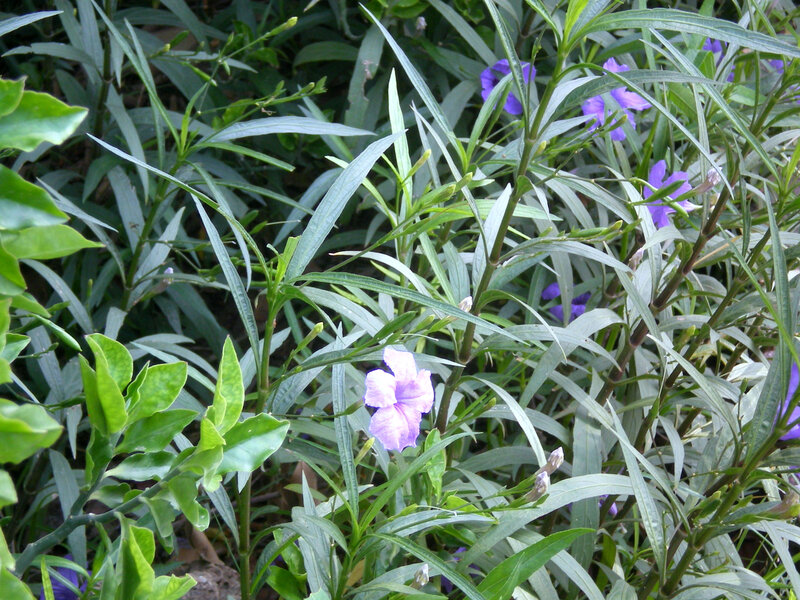 purple flowers in green foliage